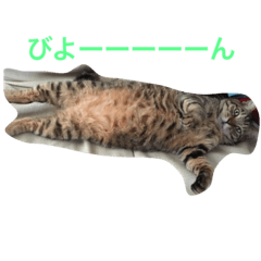 うちのもちおくん