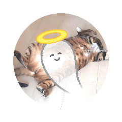 たっぷり！ベンガル猫のZEUS君