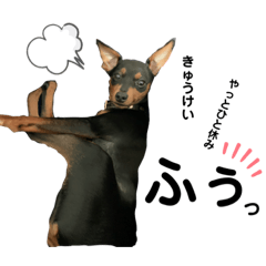 ピンシャーグリュック②1歳♪♪