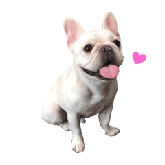 French bulldog Hanapu