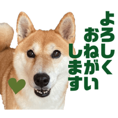 いぬとねことこねこ　その６