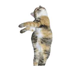 私の愛猫です。