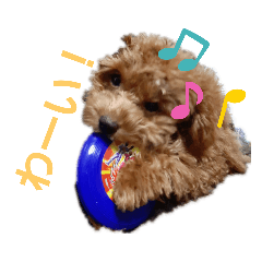 トイプードル　とわくんスタンプ