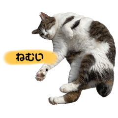 眠い猫スタンプ