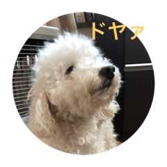 ハリーときいち