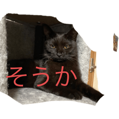 黒猫のクゥーちゃん2