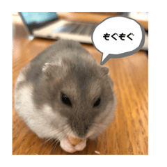 ハムスターあるある
