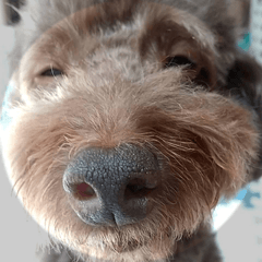 トイプーのまろちゃん