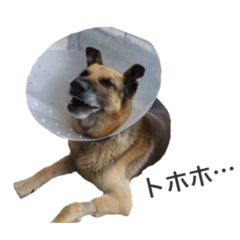 我が家のしゅう君