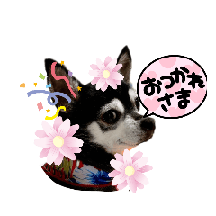 Happy ハニーちゃん