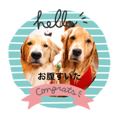 ゴールデンのマジコさんとカズコちゃん