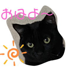 黒猫ブラザーズの日常