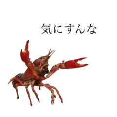 男らしいザリガニさん