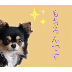 チワワの男山 part3