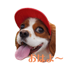 キャバリア茶太朗のつぶやき