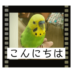 うちのことり5。