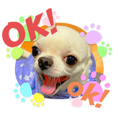 しらくんの日常