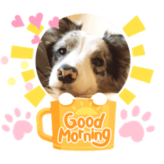 ボーダーコリーのモンサンミシェル２