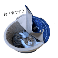 山口さんちの猫3匹