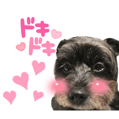 かわいすぎた日常