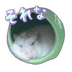 もち、まる、ましゅ♡