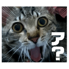 うちのひなさよ