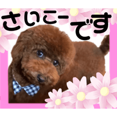 トイプももちゃん　その8