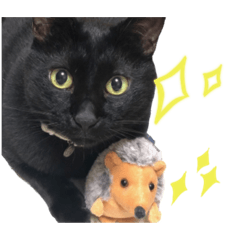 黒猫るうもの日常