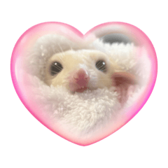 白フクロモモンガのしゅがー