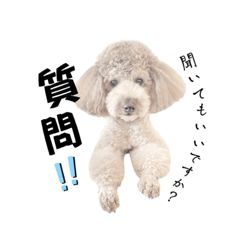 可愛いトイプー3日常会話&あいづち編