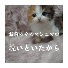 うちの暴君、日常