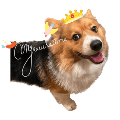 コーギー犬天君②