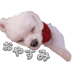 マルチーズのマーク２