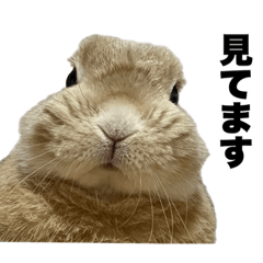 うさぎは楽しい