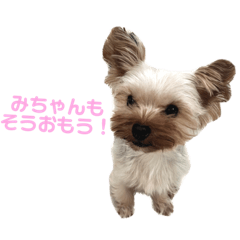 らぶりーヨークシャーみちゃん