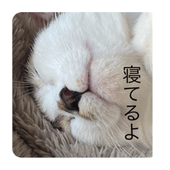 めんまスタンプ1