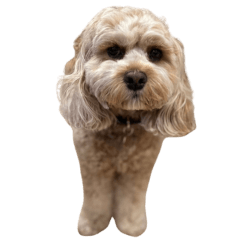 コッカプーの小さな幸せ