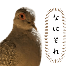 ウスユキバトズ改