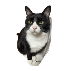 にゃんたち。。