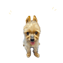 くぅちゃん☁️