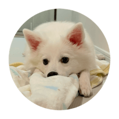 語らないスピッツ