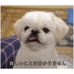 字幕いぬ【ムーチョの世界】