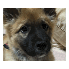 スーちゃんちゃん