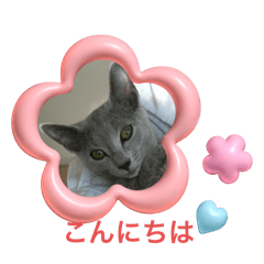 日常使いのロシアンブルー②