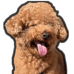 モカは幸せなワンコだよ 3.0