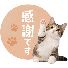 毎日使える✿マンチカン