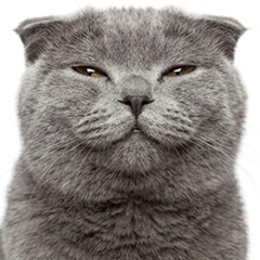 スコティッシュフォールド　実写