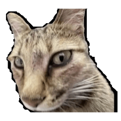 Meatballs_20260312115049