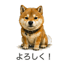 もちもち柴犬の日常