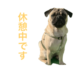 木保スタンプ（パグ）